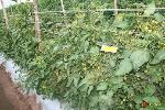 Determinate cherry Tomato outdoor